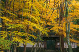 京都地蔵院（竹の寺）の総門と楓の黄葉