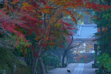 円覚寺参道の猫