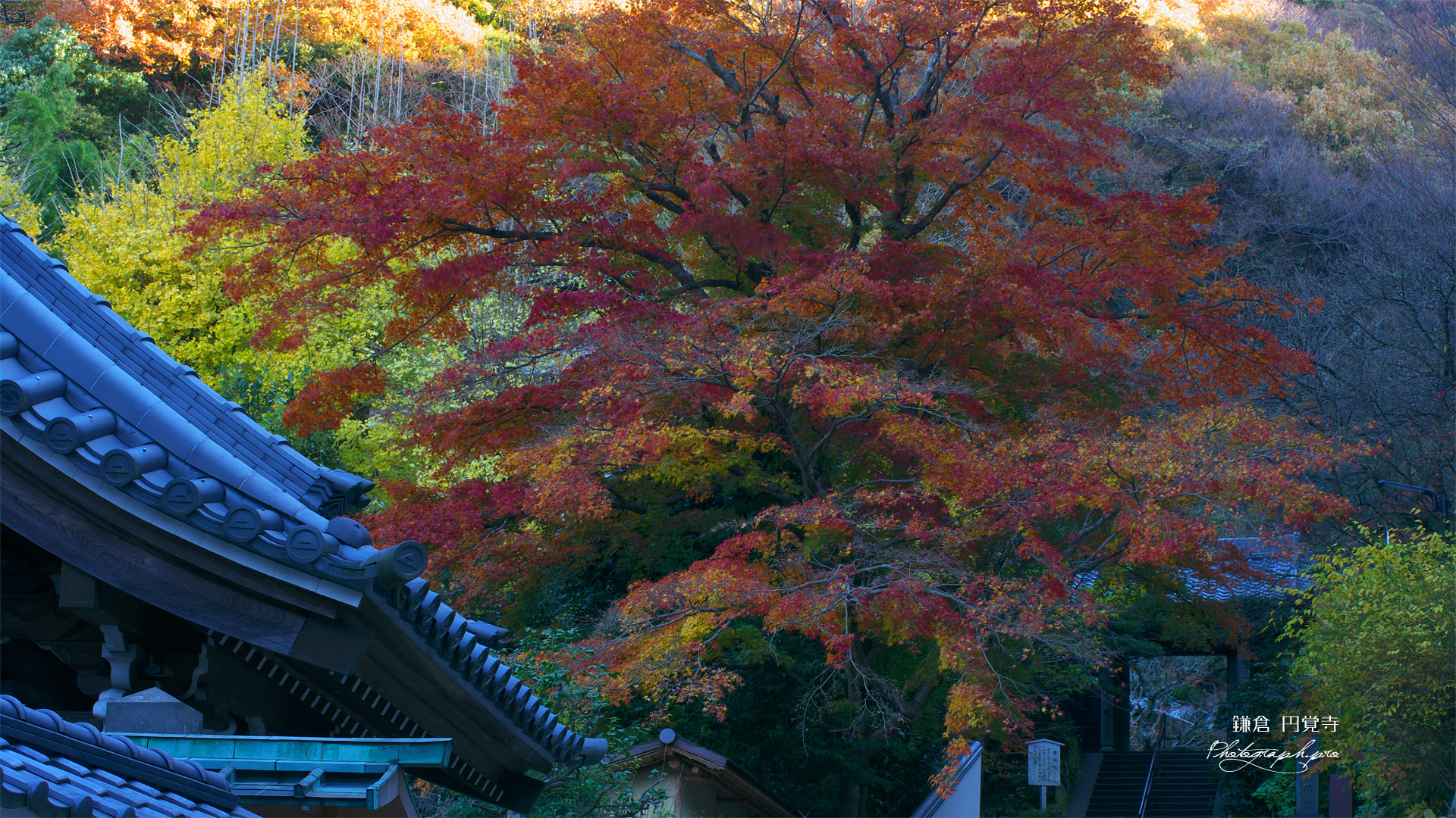六国見山の紅葉
