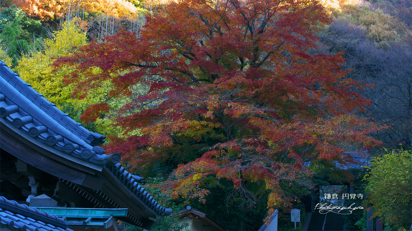 六国見山の紅葉 壁紙