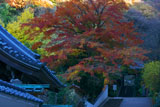 六国見山の紅葉