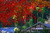 紅葉と明月院庫裏