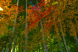 紅葉と竹林