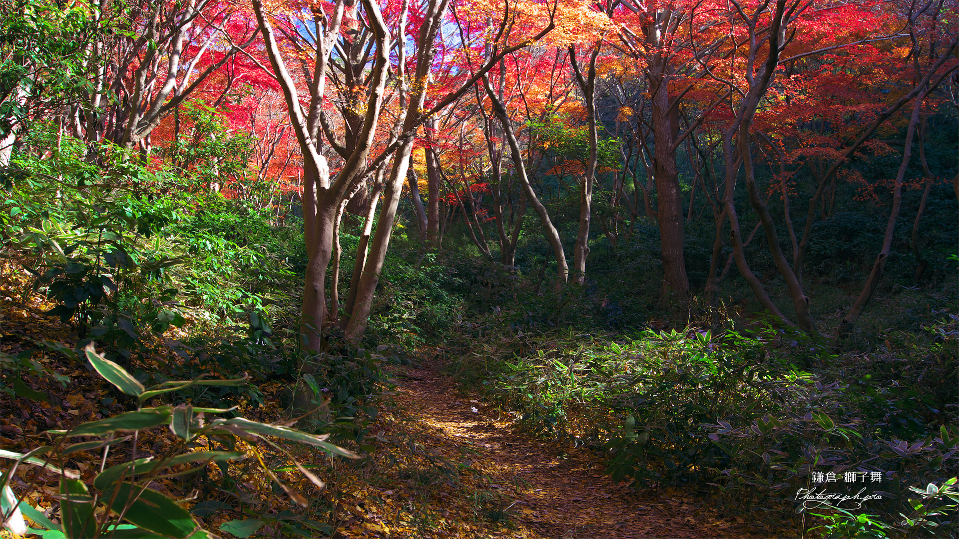 鎌倉 獅子舞の紅葉