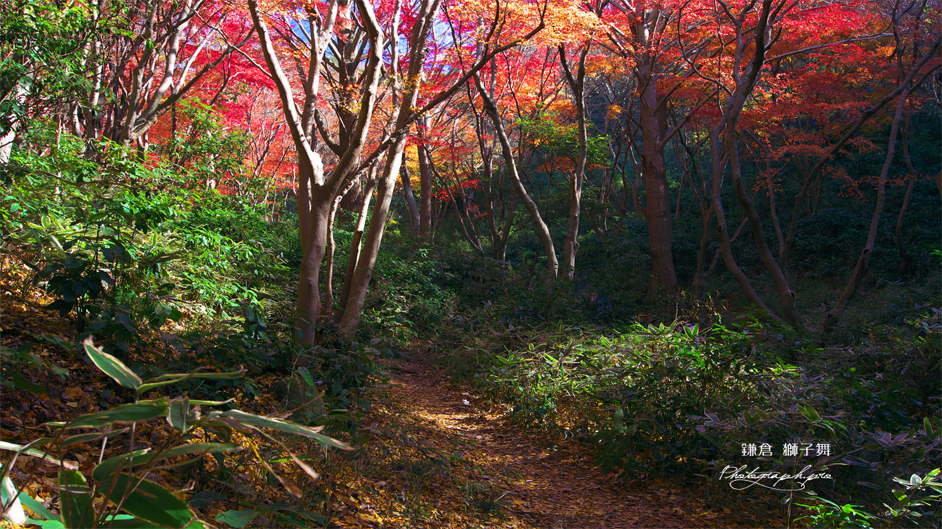 鎌倉 獅子舞の紅葉 壁紙