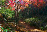 鎌倉 獅子舞の紅葉