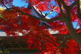 紅葉と建長寺法堂