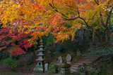 建長寺半僧坊参道の紅葉