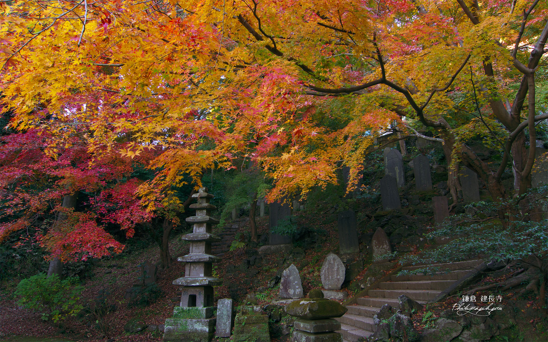 建長寺半僧坊参道の紅葉