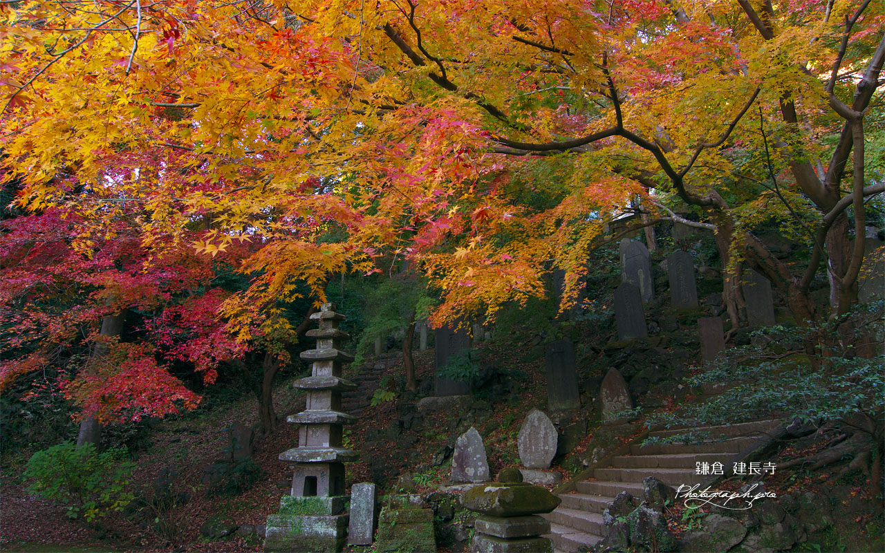建長寺半僧坊参道の紅葉 壁紙