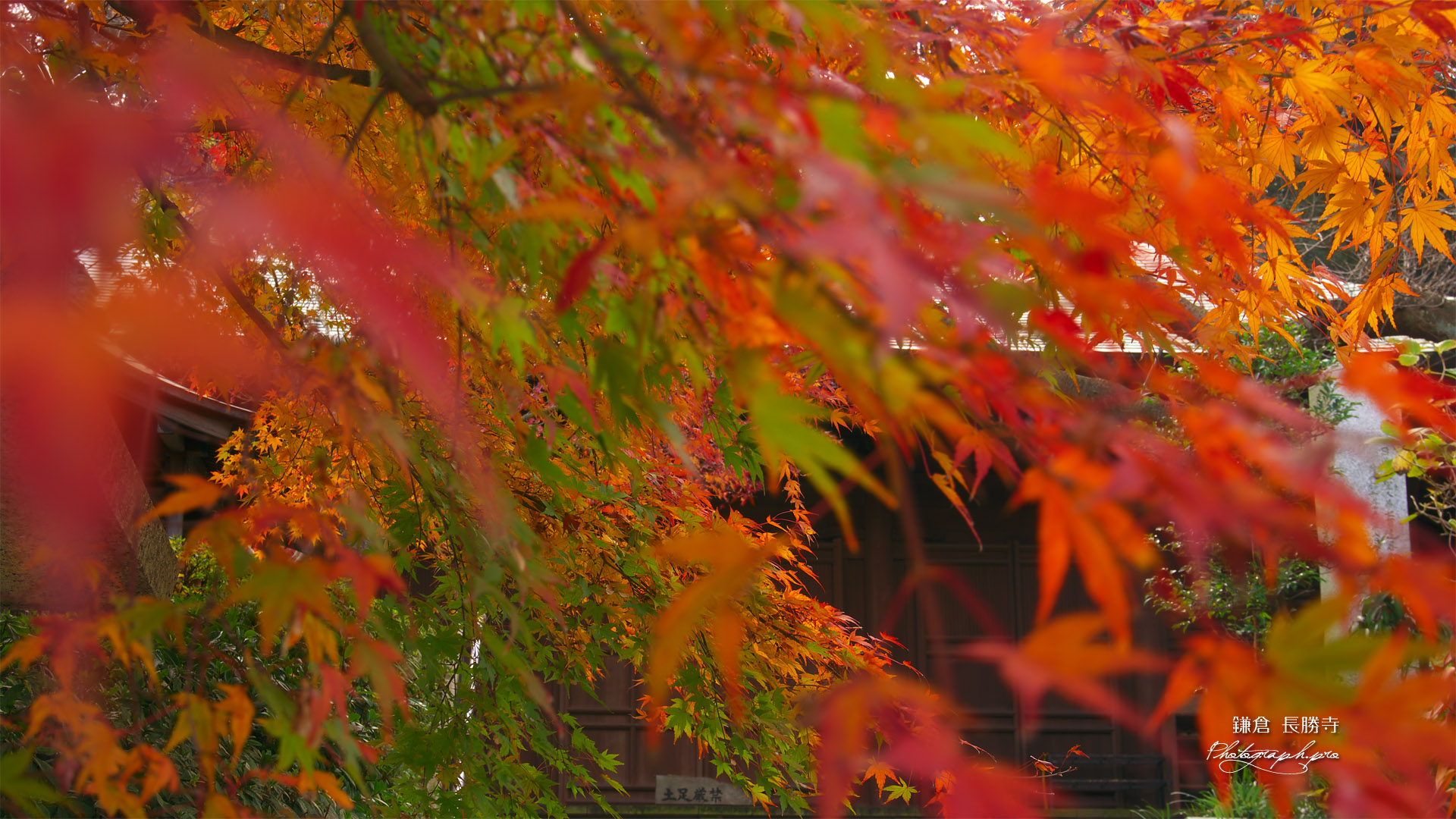 鎌倉長勝寺 紅葉越しの法華堂
