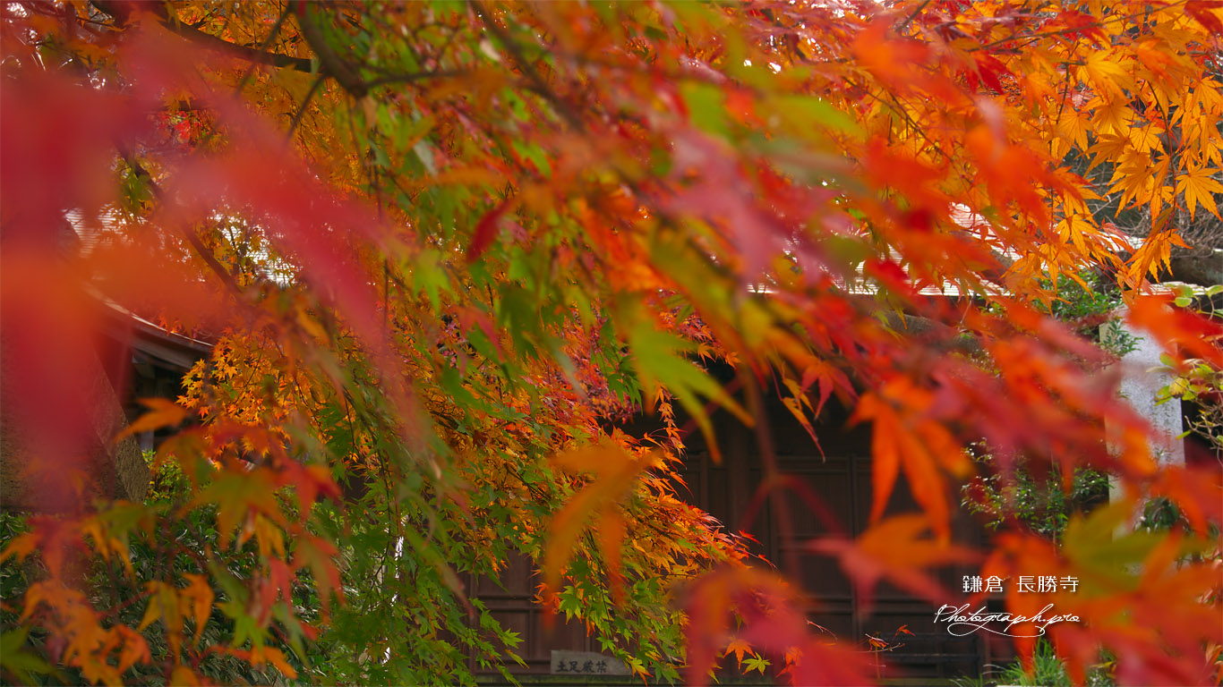 鎌倉長勝寺 紅葉越しの法華堂 壁紙