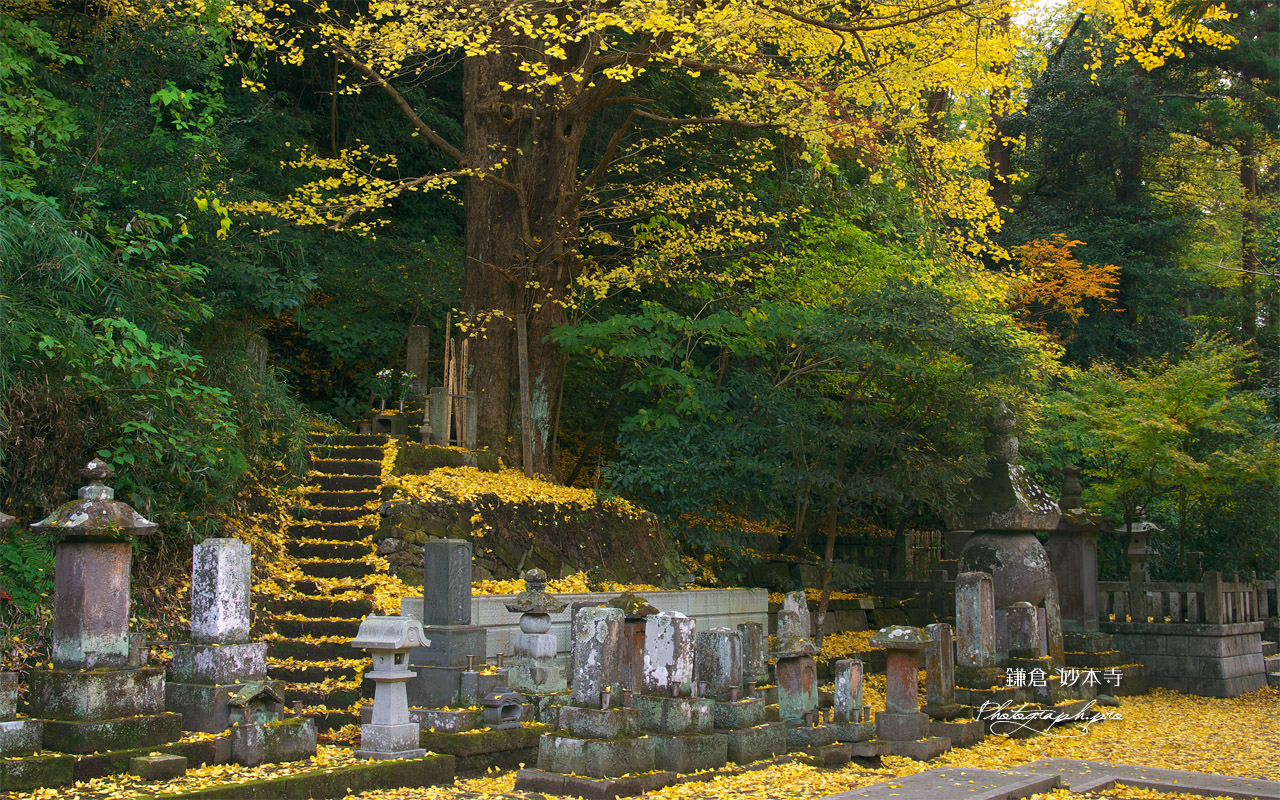 妙本寺 敷銀杏と供養塔 壁紙