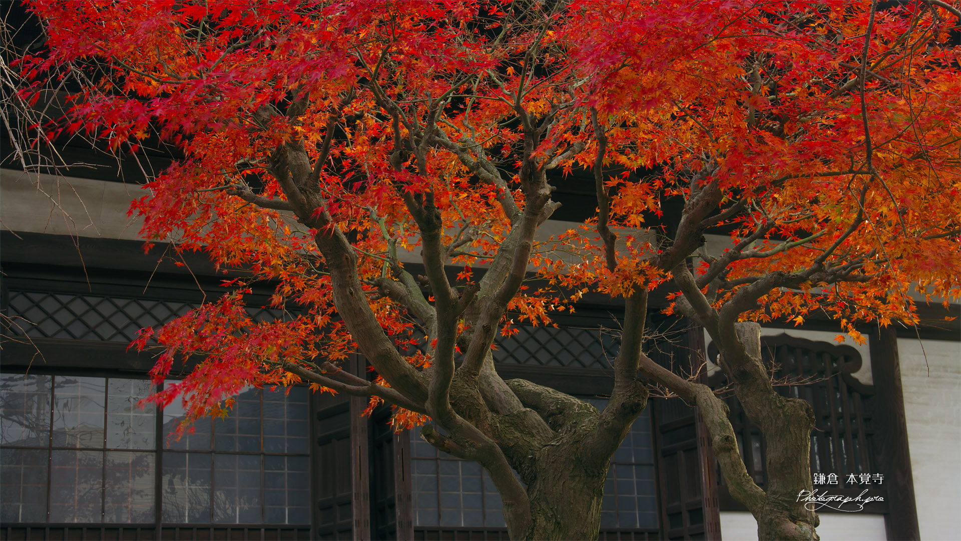 鎌倉本覚寺 紅葉と本堂