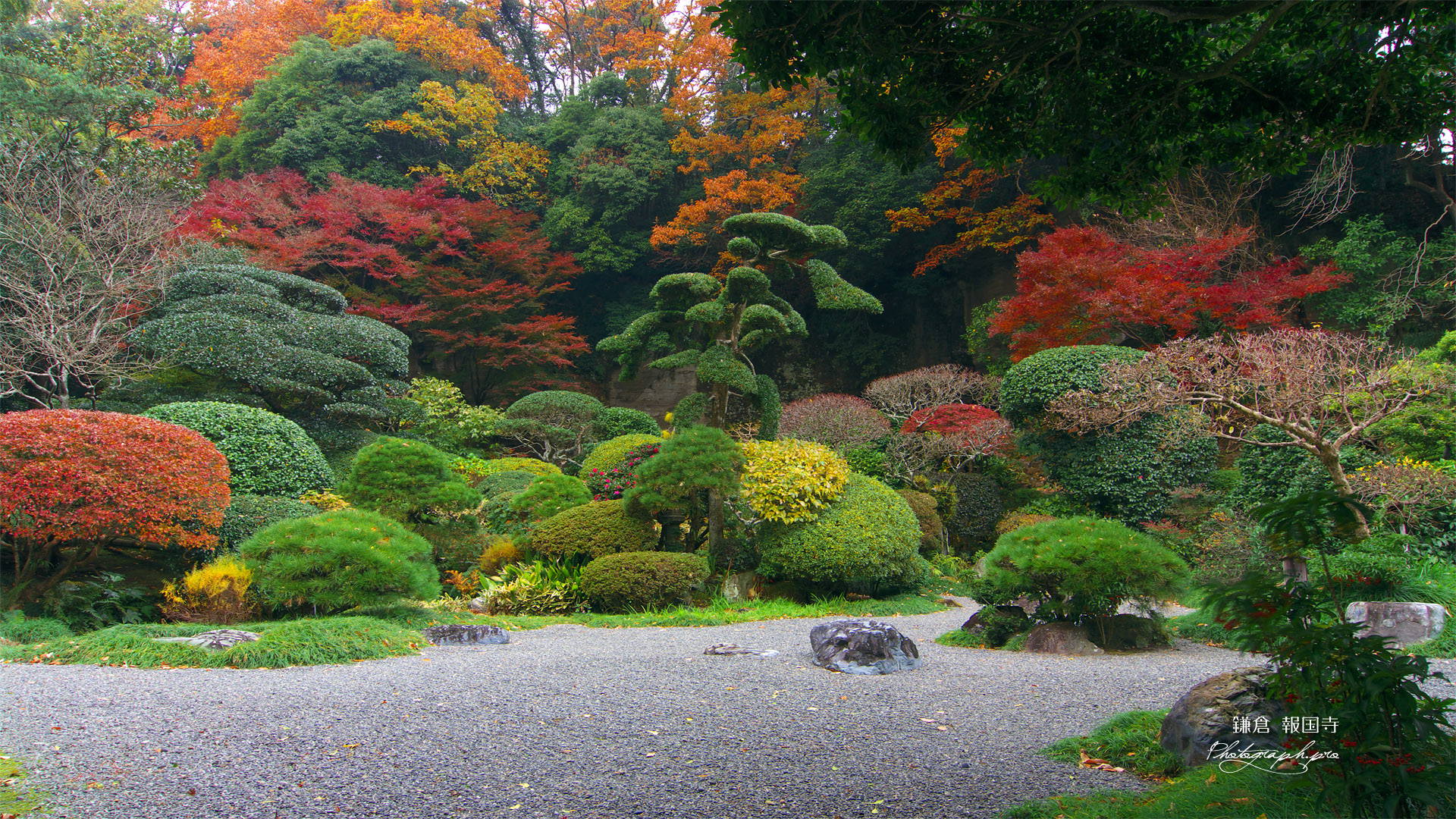 鎌倉報国寺 石庭の紅葉