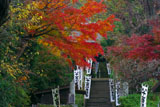 杉本寺参道の紅葉