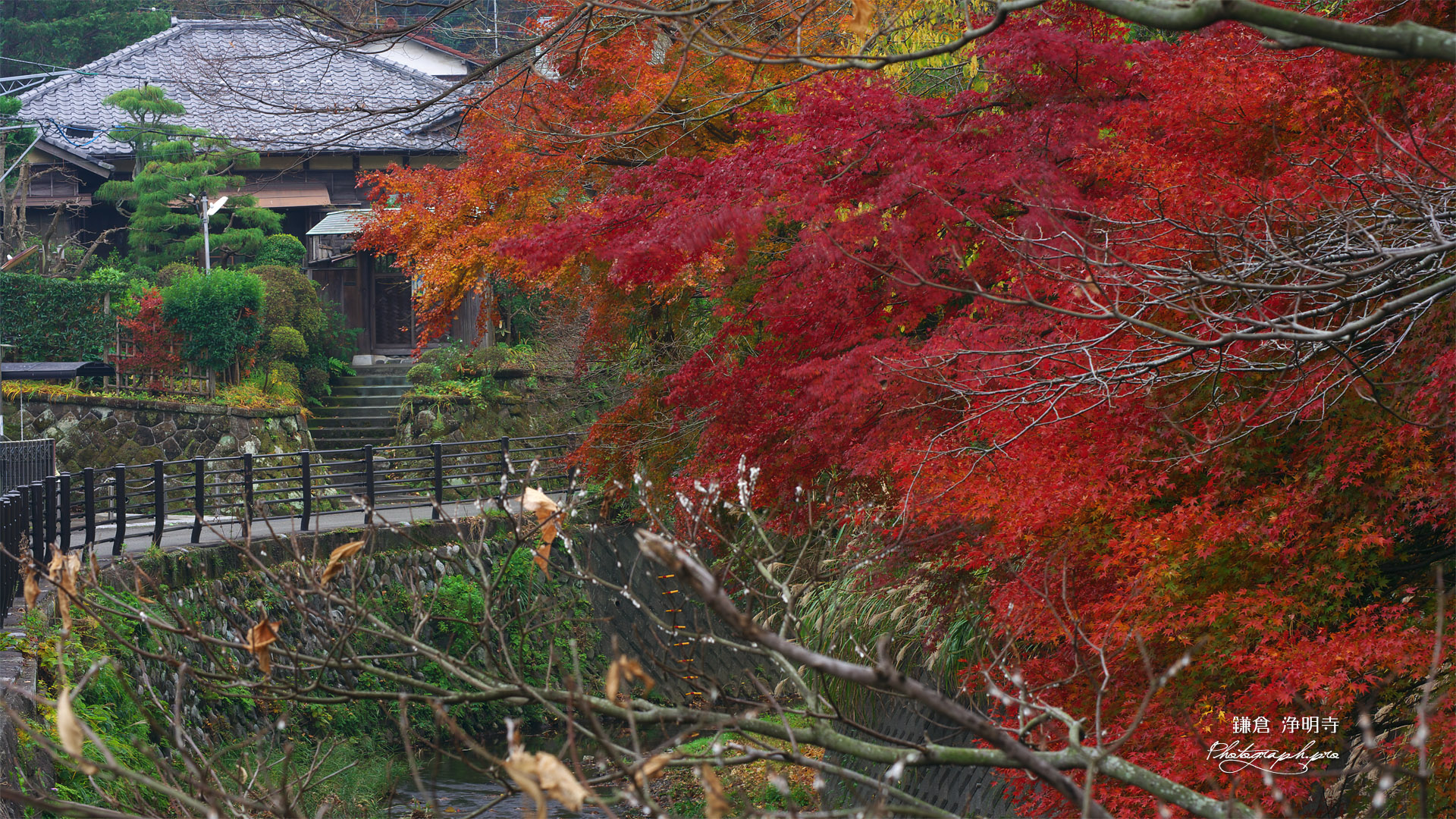 鎌倉 滑川沿いの紅葉