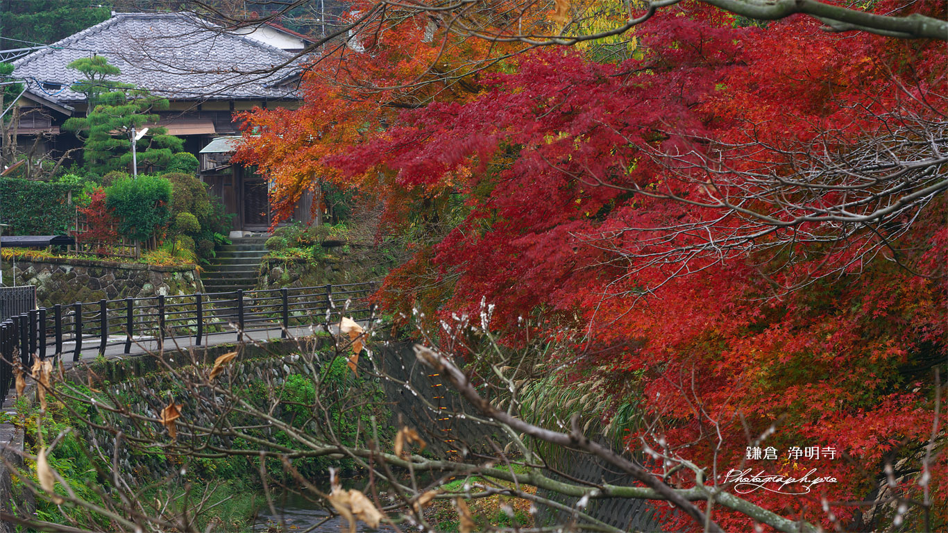 鎌倉 滑川沿いの紅葉 壁紙