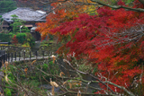 鎌倉 滑川沿いの紅葉