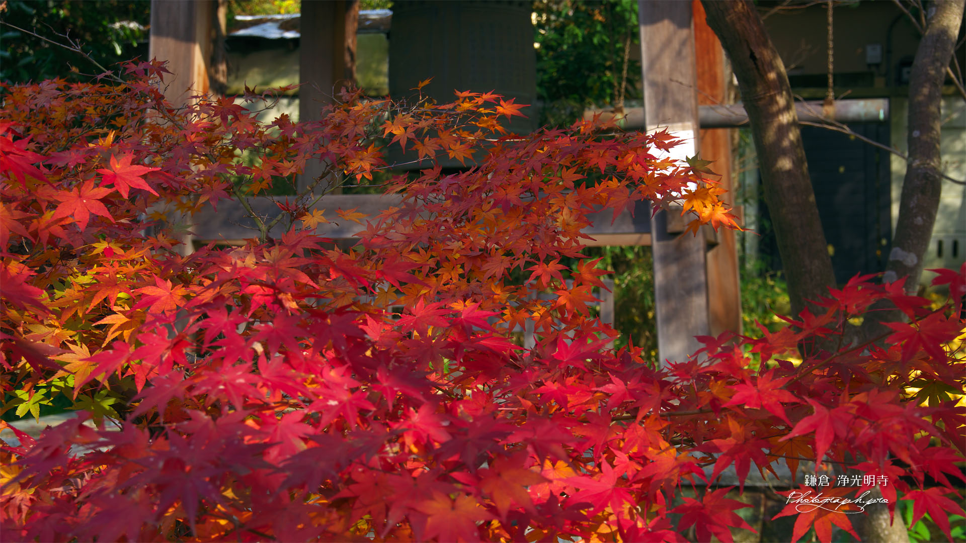 鎌倉浄光明寺 紅葉と鐘楼