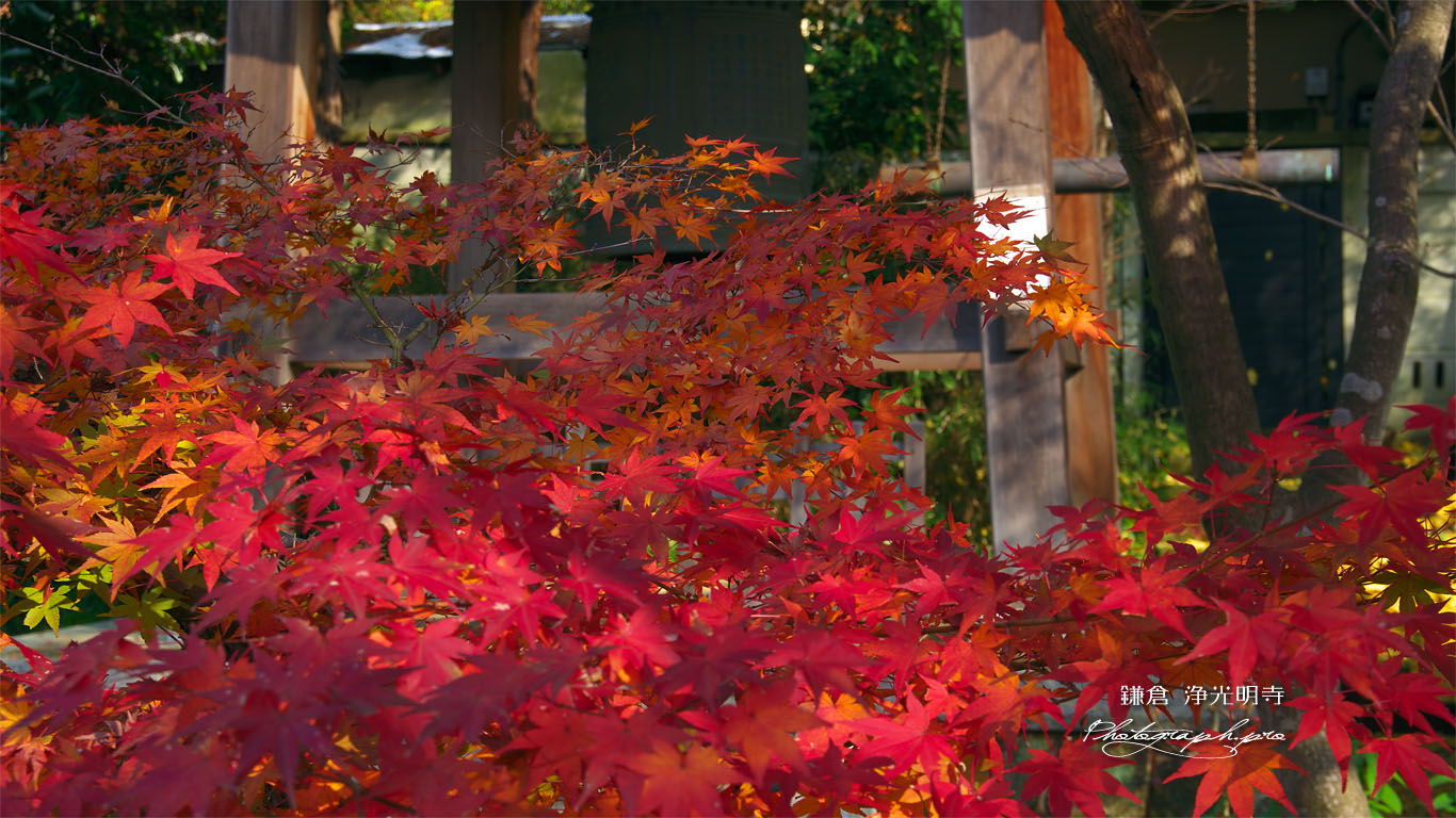 鎌倉浄光明寺 紅葉と鐘楼 壁紙