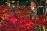 鎌倉浄光明寺 紅葉と鐘楼