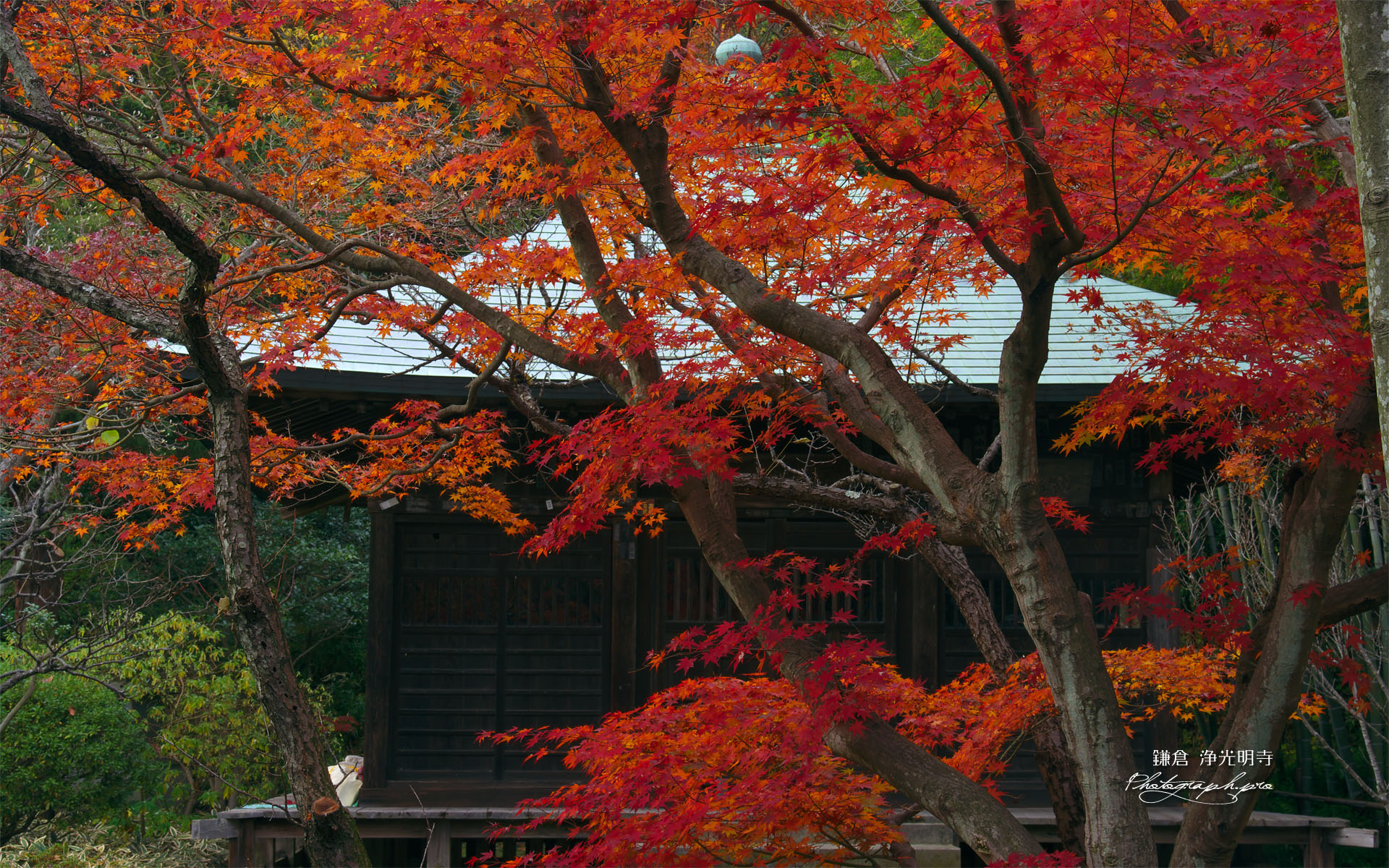 鎌倉浄光明寺 紅葉と不動堂