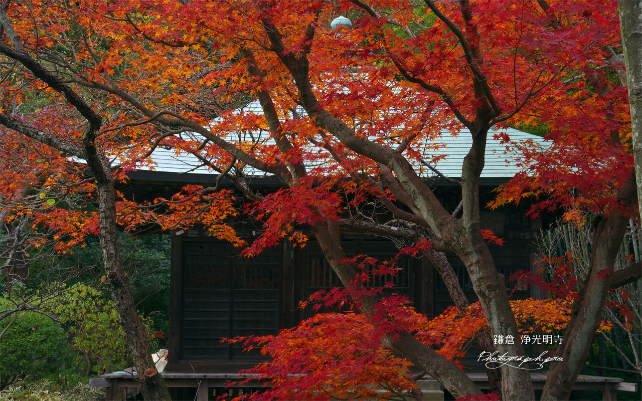 鎌倉浄光明寺 紅葉と不動堂 壁紙