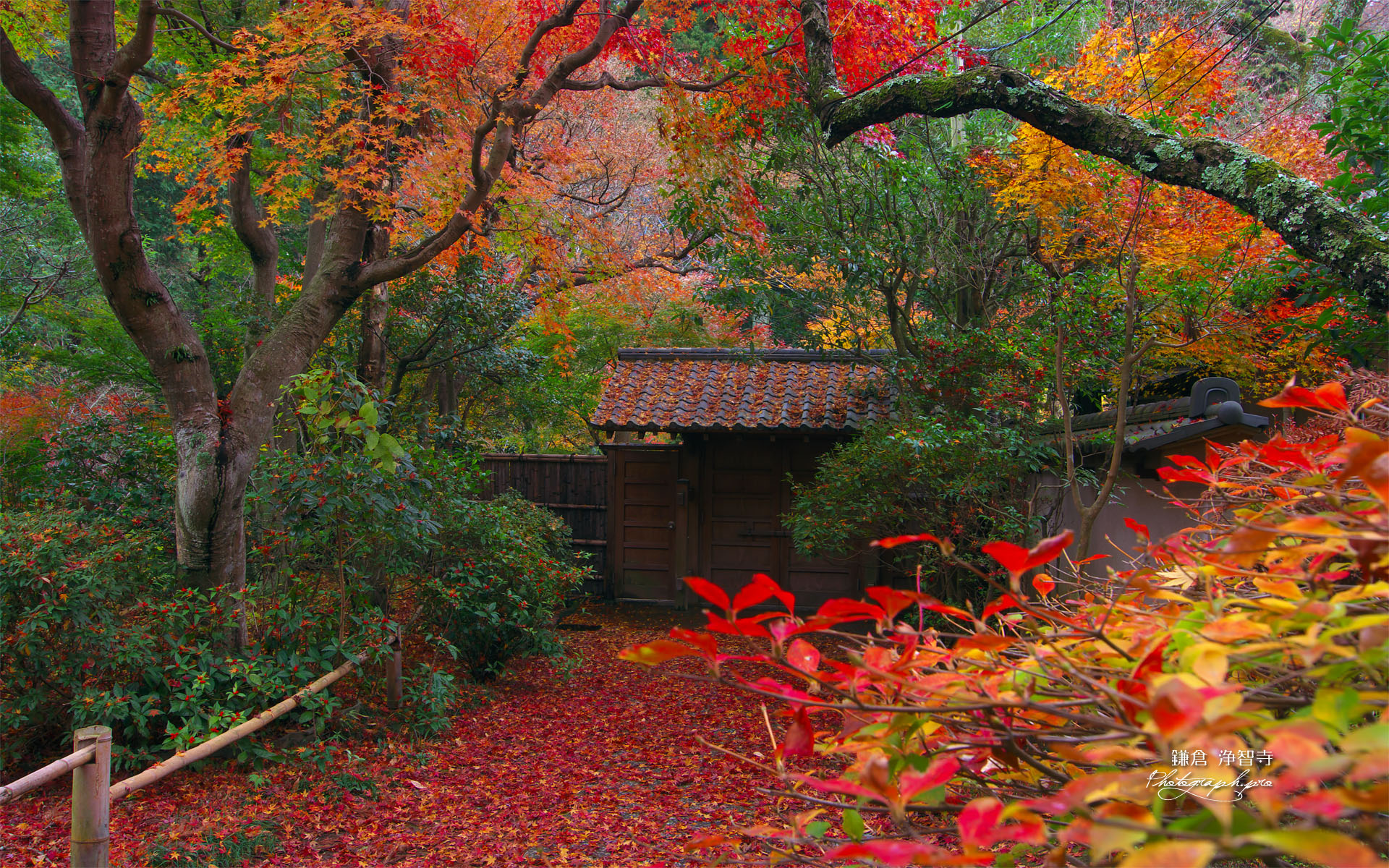 紅葉の浄智寺薬医門