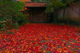 敷紅葉と浄智寺薬医門