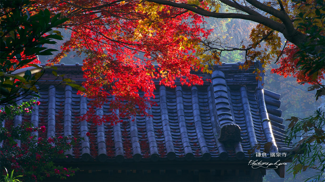 瑞泉寺 紅葉と総門 壁紙