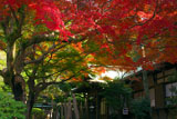 鎌倉宮 紅葉と社務所