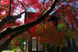 旧華頂宮邸 カエデの紅葉