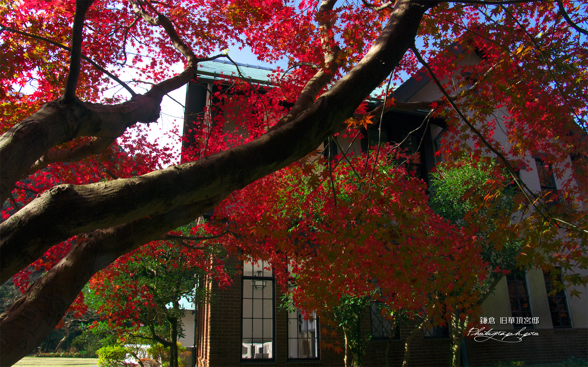 旧華頂宮邸 カエデの紅葉