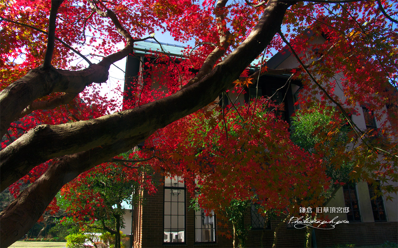旧華頂宮邸 カエデの紅葉 壁紙