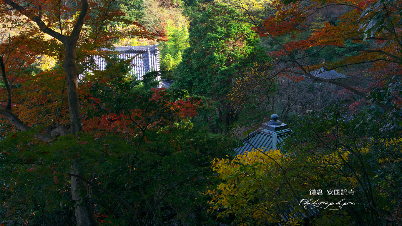 安国論寺 松葉ヶ谷の冬紅葉 壁紙