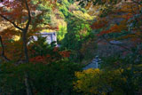 安国論寺 松葉ヶ谷の冬紅葉