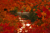 鎌倉小町 紅葉越しの東勝寺橋