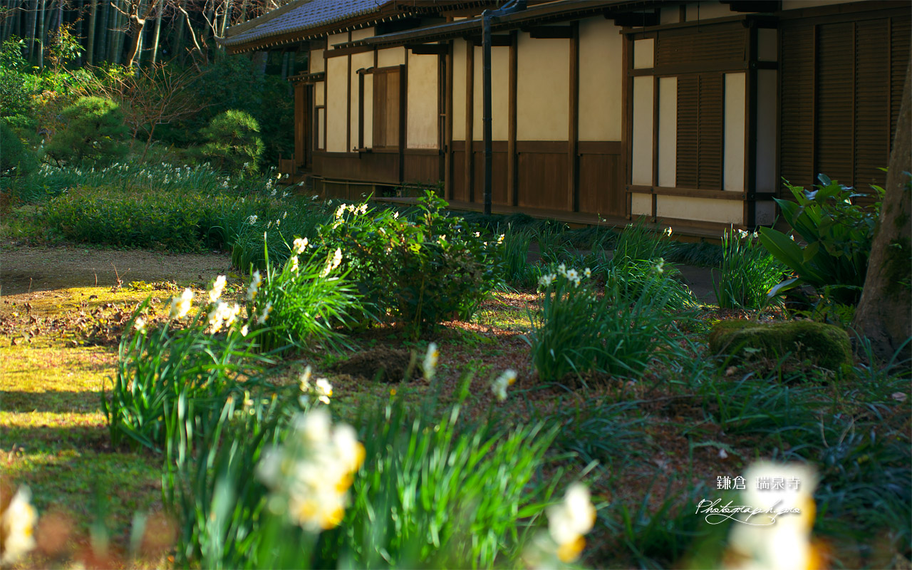 瑞泉寺庭園のスイセン 壁紙