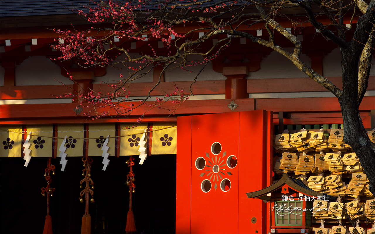 荏柄天神社の梅鉢紋 壁紙