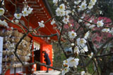 荏柄天神社の青軸白梅