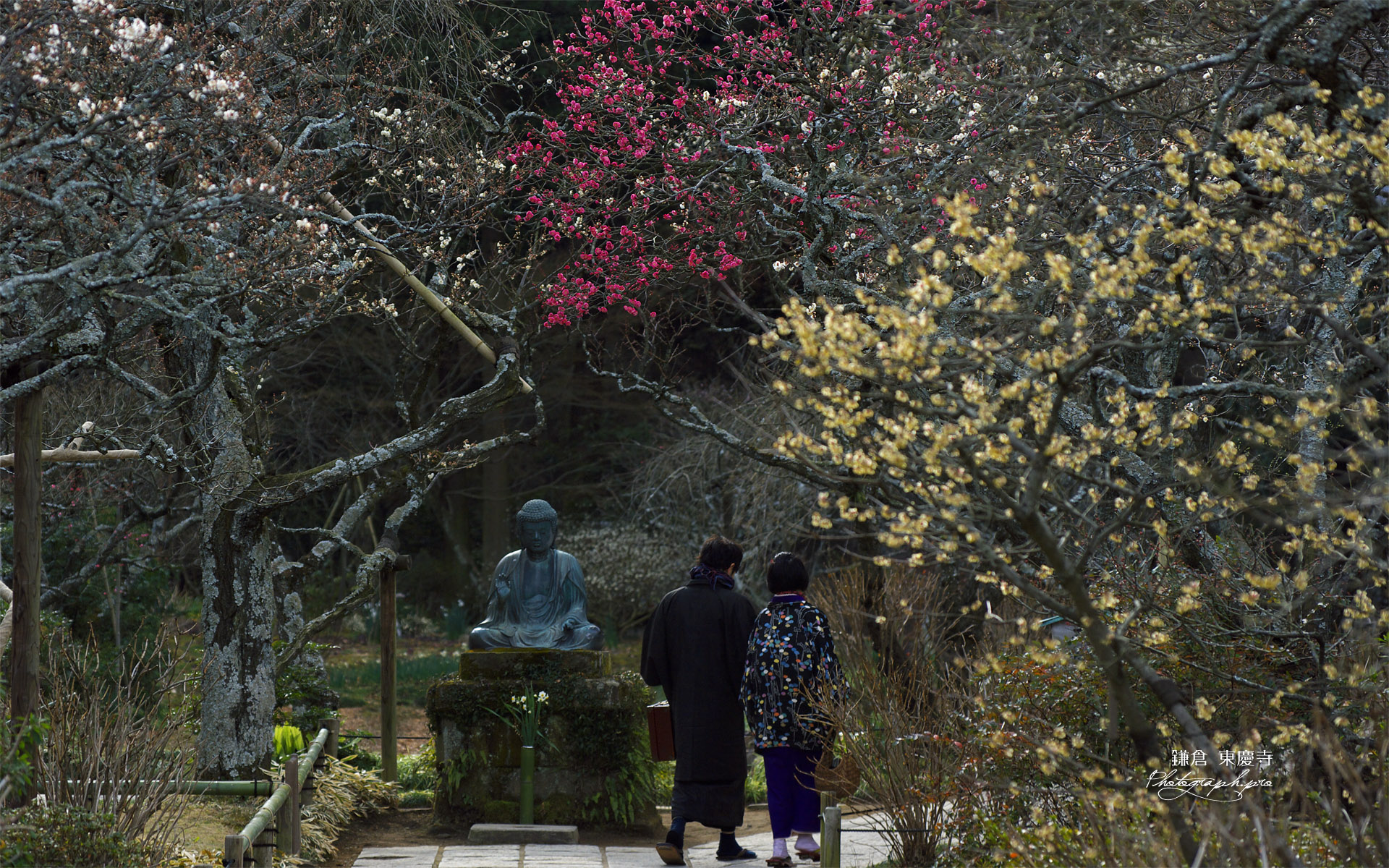 東慶寺 梅とカップル