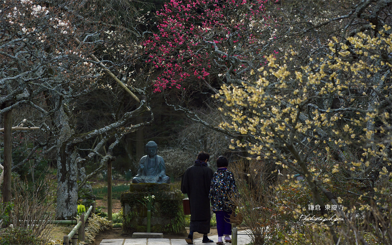 東慶寺 梅とカップル 壁紙