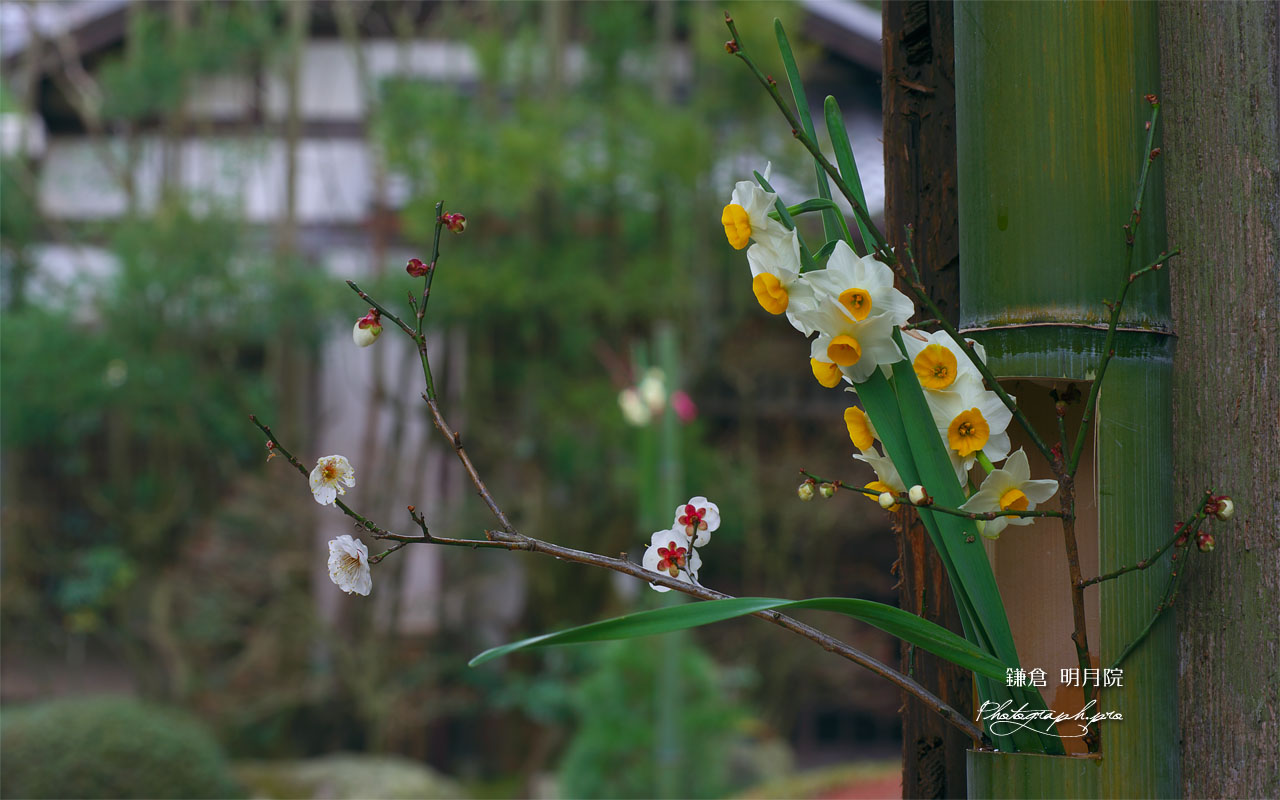 明月院の水仙と白梅 壁紙