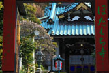 鎌倉常栄寺 山門越しの白梅