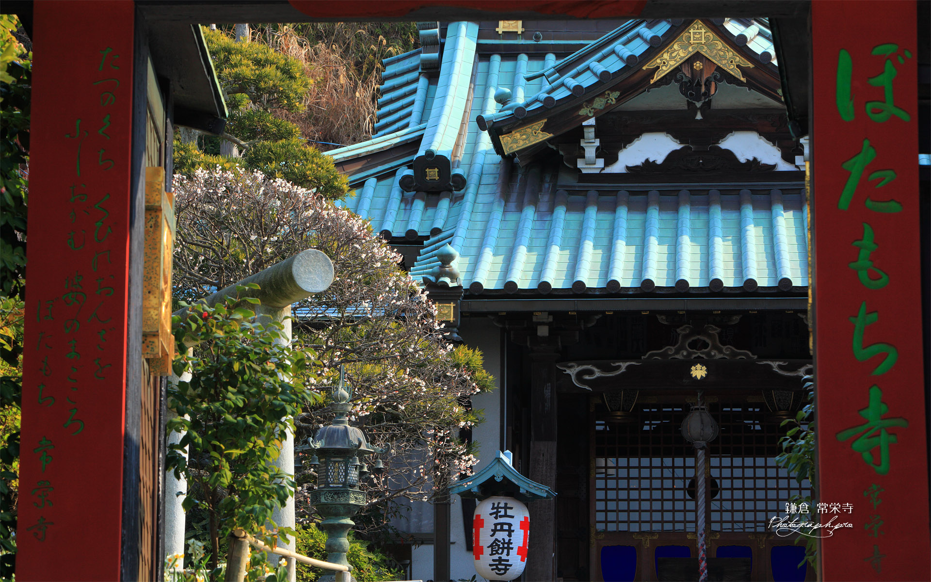 鎌倉常栄寺 山門越しの白梅