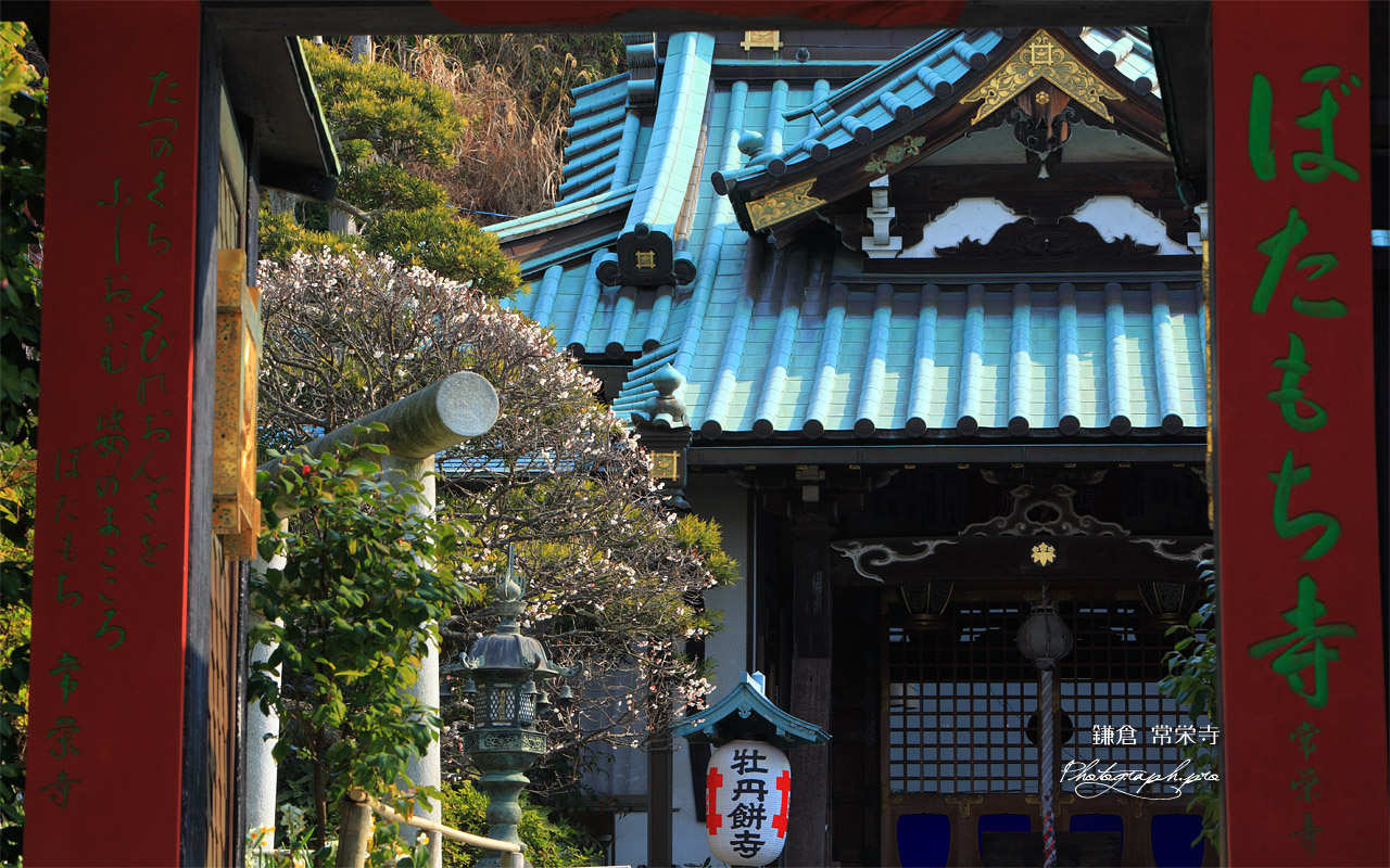 鎌倉常栄寺 山門越しの白梅 壁紙