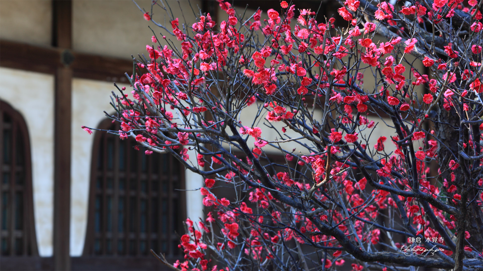 鎌倉本覚寺 紅梅と火灯窓