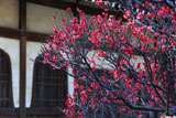 鎌倉本覚寺 紅梅と分骨堂火灯窓
