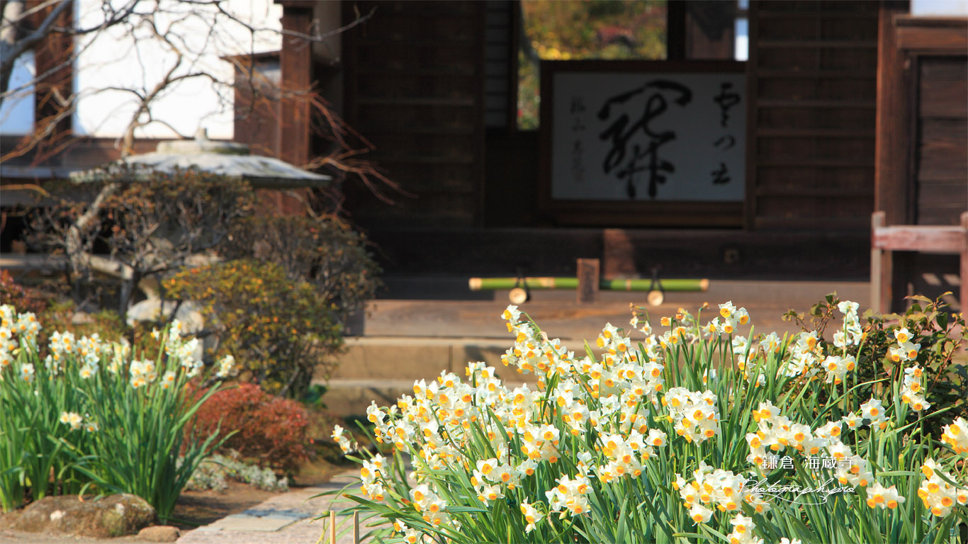 海蔵寺 スイセン 壁紙